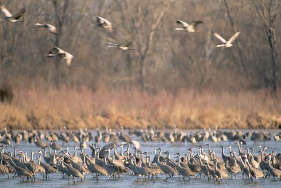 bird-migration-cranes